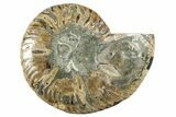 Cut & Polished Ammonite Fossil (Half) - Madagascar #282607-1